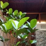 Toilet in a Courtyard, 2017